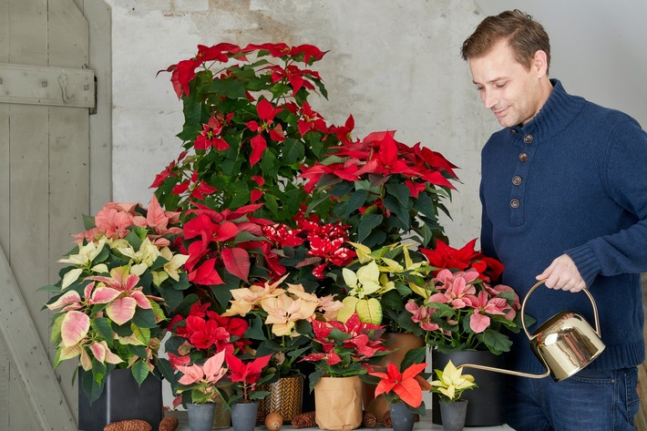 Ein Sektglas verwenden und die Erde abtrocken lassen: Sechs Profi-Tipps zum richtigen Gießen von Weihnachtssternen