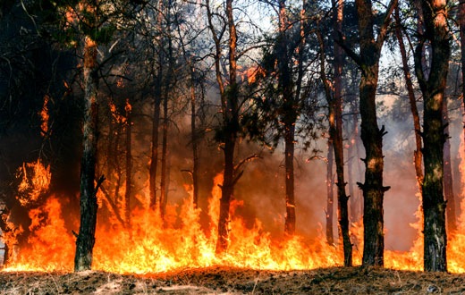 Soziale und wirtschaftliche Ungleichheiten beeinflussen Waldbrandvorsorge