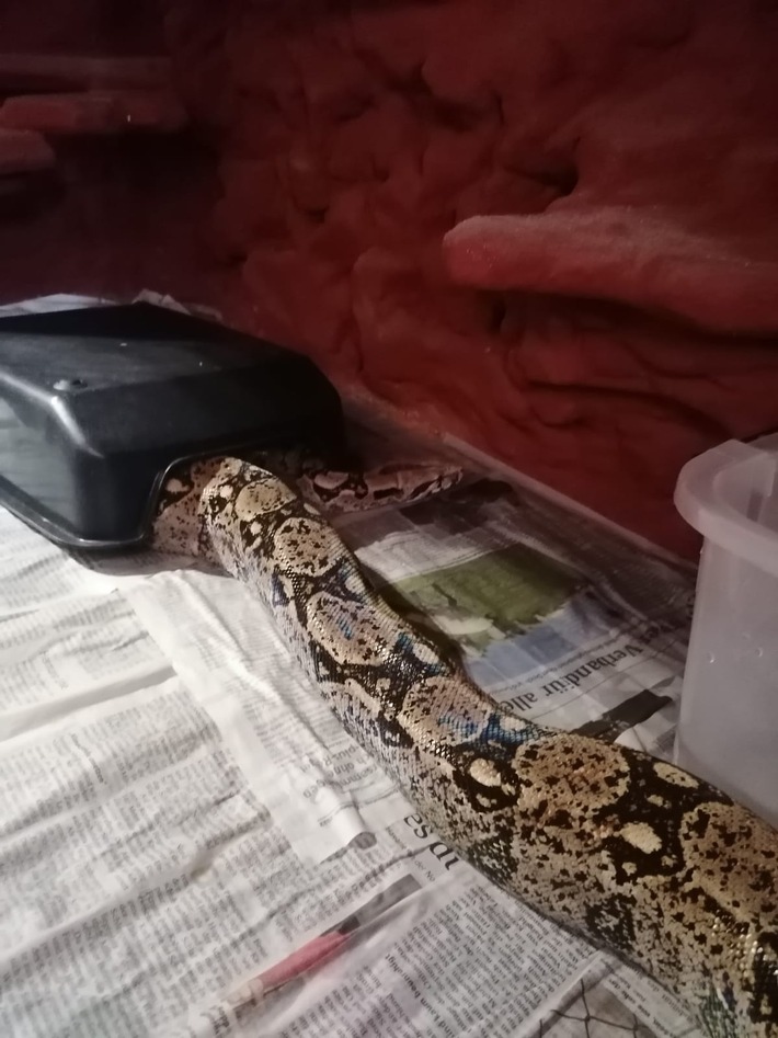 POL-CUX: Boa Constrictor Imperator gefunden -Eigentümer gesucht-