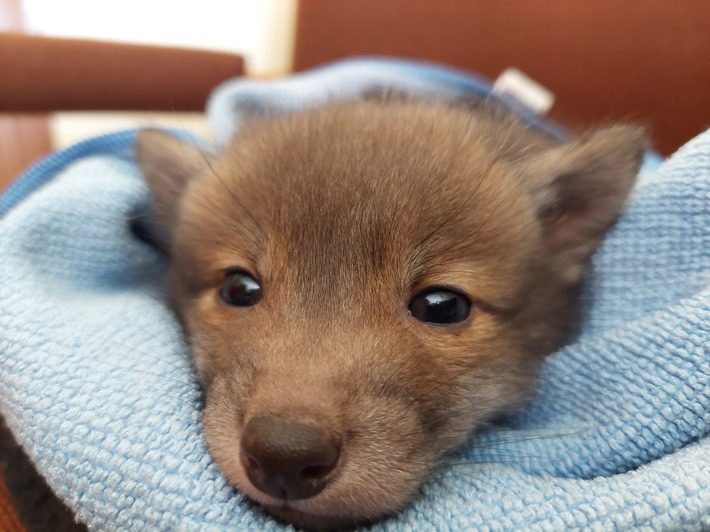 POL-SZ: Pressemitteilung der Polizeiinspektion SZ/PE/WF vom 10.04.2026.