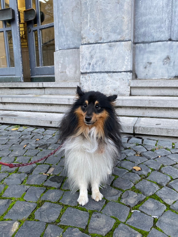 BPOL NRW: Kleiner Ausreißer ist wieder zuhause - Tierheim übergibt &quot;Sheltie&quot; an Herrchen