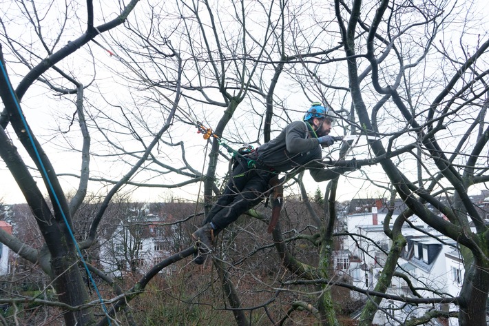 Baumfällarbeiten: Schutz und Recht stehen im Vordergrund