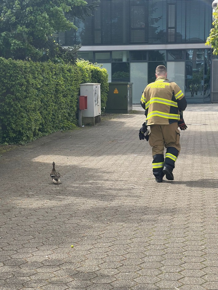 FW Voerde: Entenfamilie gerettet