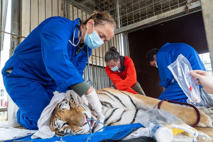 Sechs Tiger aus Privathaltung gerettet - AAP übernimmt Verantwortung und fordert mehr Regulierung