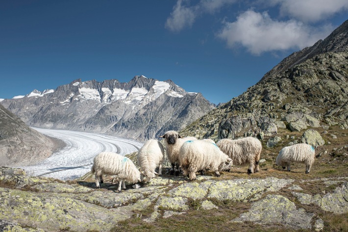 Alpabzug der schönsten Schafrasse der Welt