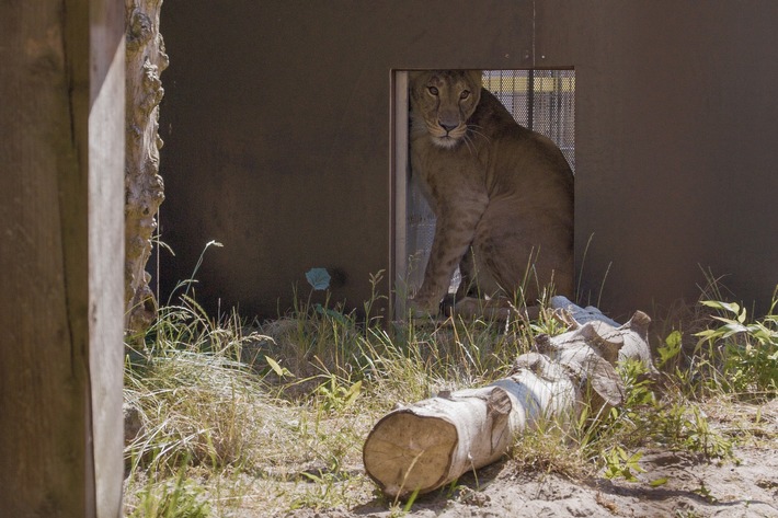 Ukraine: une lionne échappée d’un élevage illégal est transférée dans un centre adapté aux Pays-Bas