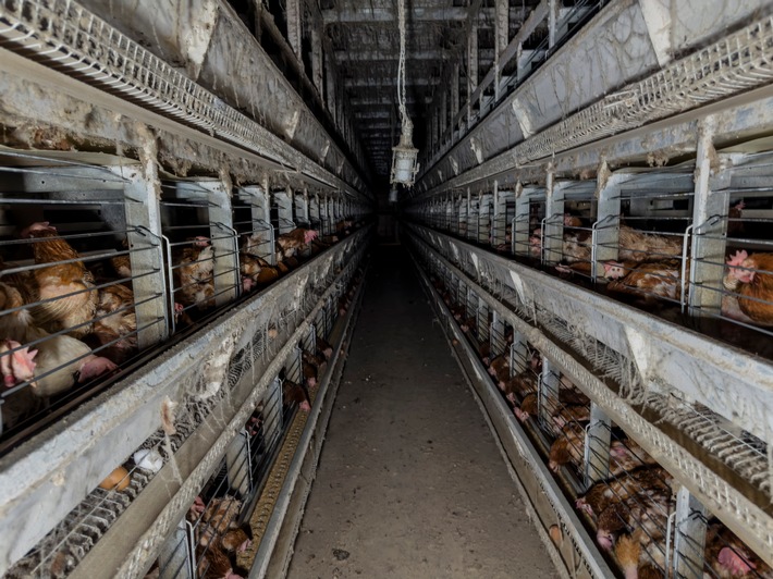 Hinter bunten Ostereiern: Verbotene Käfighaltung im Kreis Coesfeld aufgedeckt