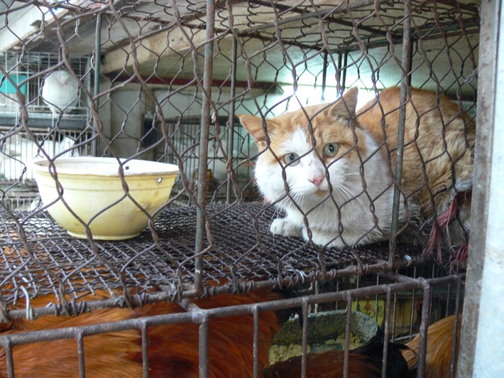 La Chine retire les chiens et les chats de la liste officielle des animaux de rente