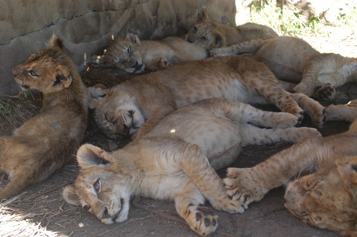 Afrika bald ohne Löwen? / Neue Studie bestätigt Rückgang der Löwenpopulation