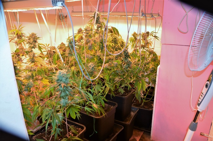 POL-BOR: Gescher - Illegal Marihuana angebaut