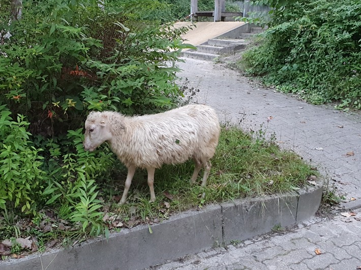 POL-KA: (KA) Karlsruhe - Ausreißer-Schaf sorgte am Morgen für Aufsehen