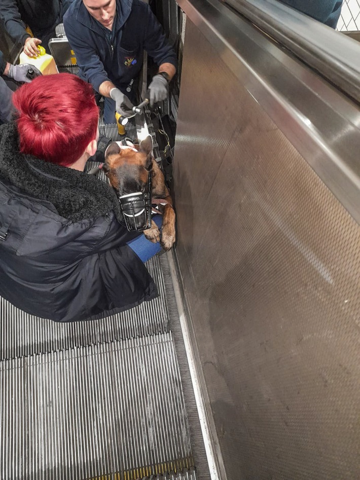 FW-E: Fünf Monate alter Belgischer Schäferhund klemmt mit Rute in Rolltreppe fest