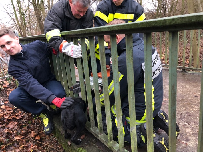 FW-BO: Abkürzung mit Folgen - Hund bleibt in Brückengeländer stecken