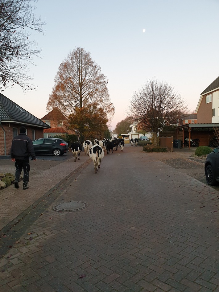 POL-CUX: Rinder ausgebrochen (Lichtbild in der Anlage)