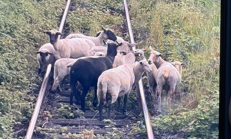 BPOL-FL: Schafherde auf den Gleisen verursacht Streckensperrung und Polizeieinsatz