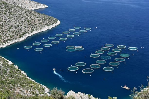 EU-Aquakultur stagniert trotz umfangreicher Förderung
