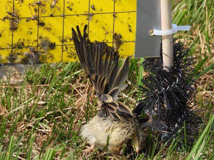 Todesfalle für Vögel: Insekten-Klebetafeln im EU-Vogelschutzgebiet Ochsenmoor in Niedersachsen