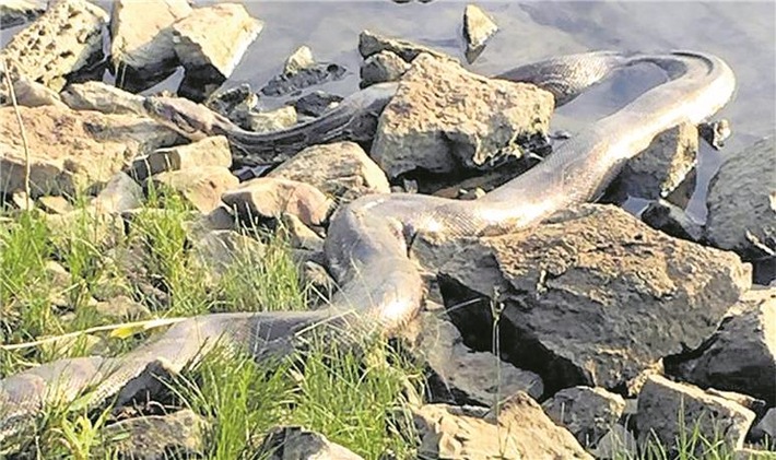 POL-HM: Würgeschlange in der Weser entdeckt!
