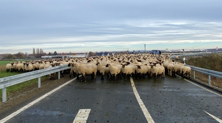 POL-BS: Schafherde auf der Autobahn