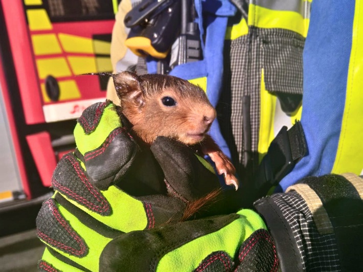 FW Hünxe: Unbekannte Geräusche - Feuerwehr rettet zwei Eichhörnchen
