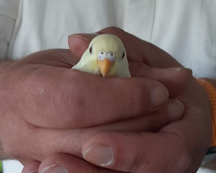 POL-BO: Fröhlicher Vogel in Wattenscheid