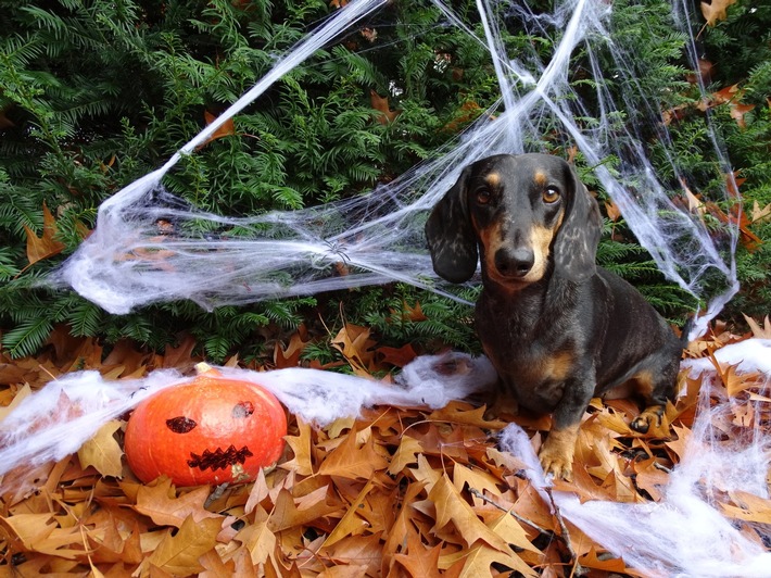 Vor Halloween fürchten sich auch Haustiere