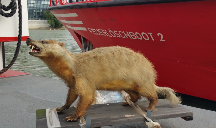 FW-D: Ungewöhnliche Tierrettung auf dem Rhein