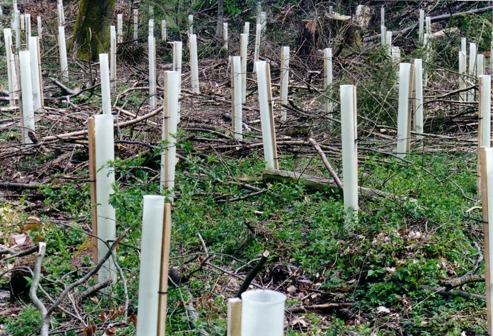 ASF: La forêt suisse amputée