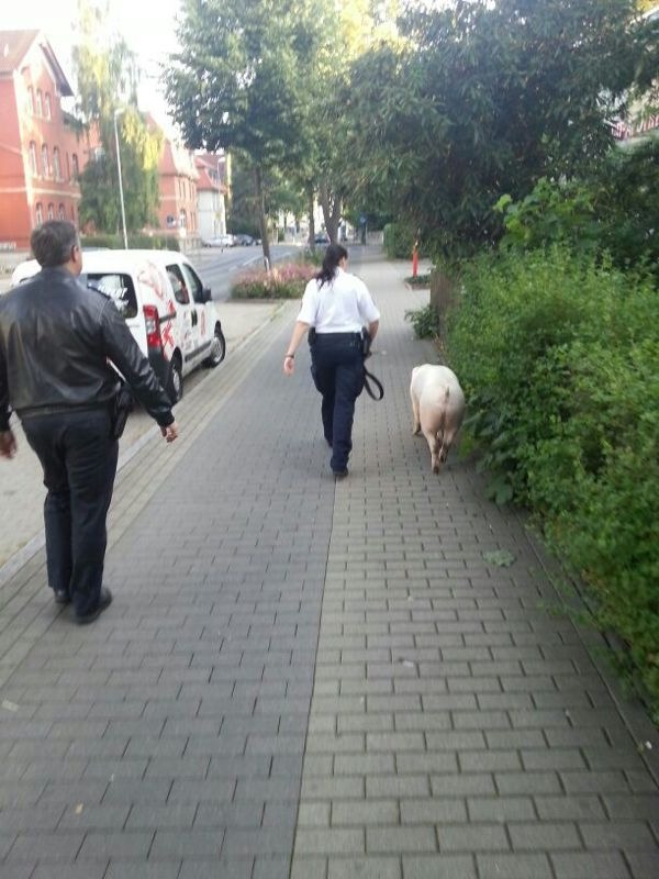 POL-GOE: (397/2013) - Schwein gehabt !! - Polizei stellt "Fluchtschwein"