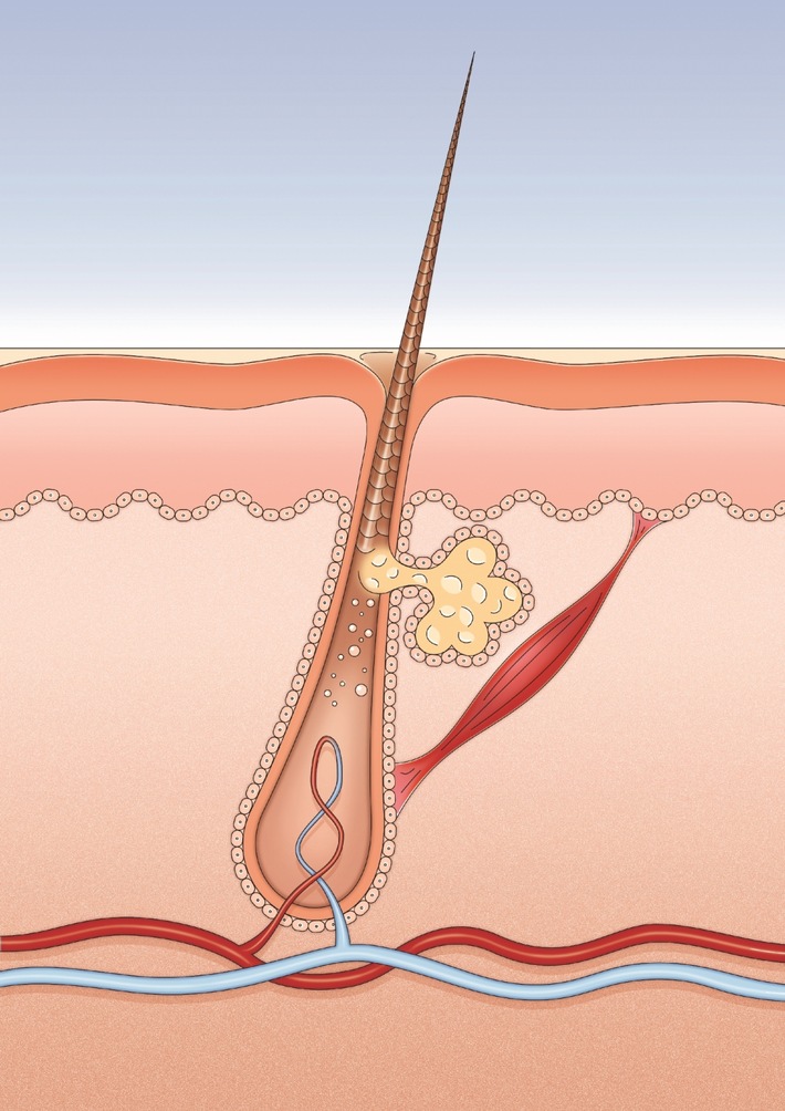 British Journal of Dermatology veröffentlicht neue Studie / Coffein fördert Haarwachstum (FOTO)