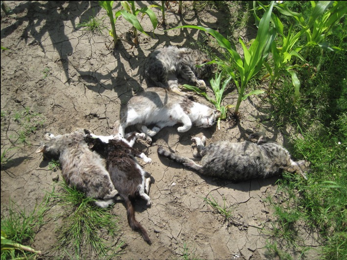 POL-SE: Bornhöved: Fünf Katzen tot gefunden - aktuelles Untersuchungsergebnis: sie wurden mit kleinkalibriger Munition getötet - Polizei ermittelt und fragt mit Foto nach Hinweisgebern