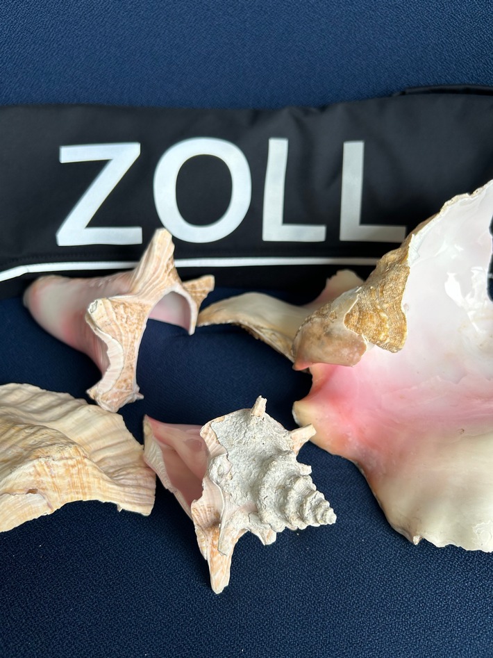 HZA-RO: Der ZOLL nimmt den Artenschutz ernst / Teile von Fechterschnecken im Postpaket beim Zollamt Reischenhart entdeckt