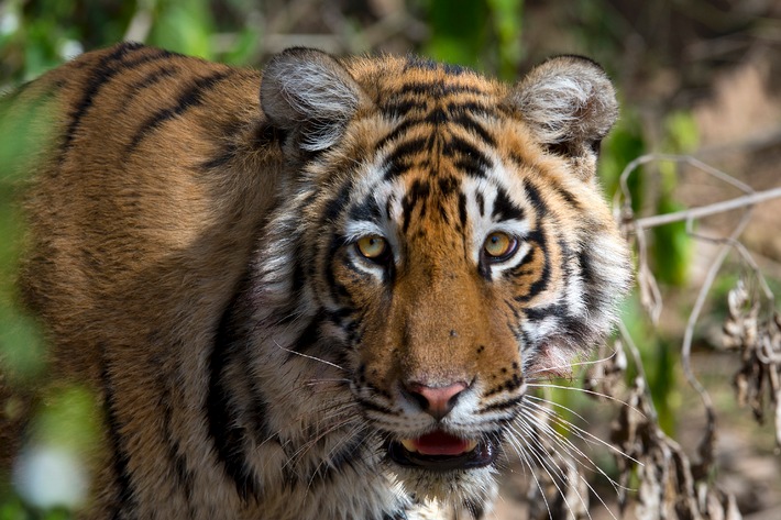 Tiger durch gewagtes Experiment vor dem Aussterben gerettet /  ZDF-Umweltdoku &quot;planet e.&quot; auf Spurensuche in Indien (BILD)