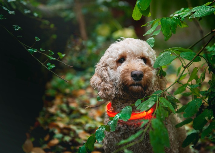 Gassi-Runden im Dunkeln - Nicht Jeder-Hunds Sache