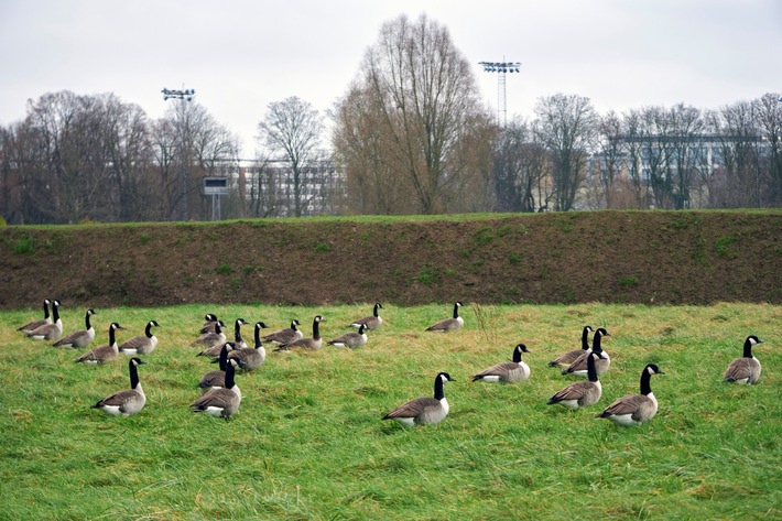 Expertenrat beschließt abgestimmte Sofortmaßnahmen: Landesgartenschau Neuss 2026 setzt auf strukturiertes Wildtiermanagement