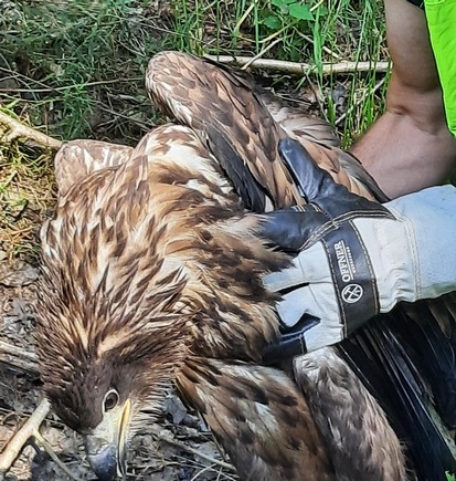 BPOL-FL: Wester Ohrstedt - Verletzter Seeadler an Bahngleisen