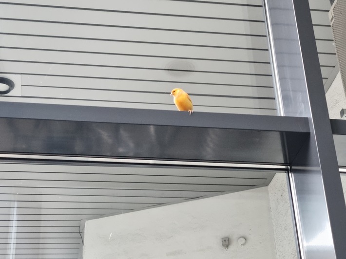POL-KA: (KA) Karlsruhe - Kanarienvogel "Boncuk" verirrt sich in Parkhaus
