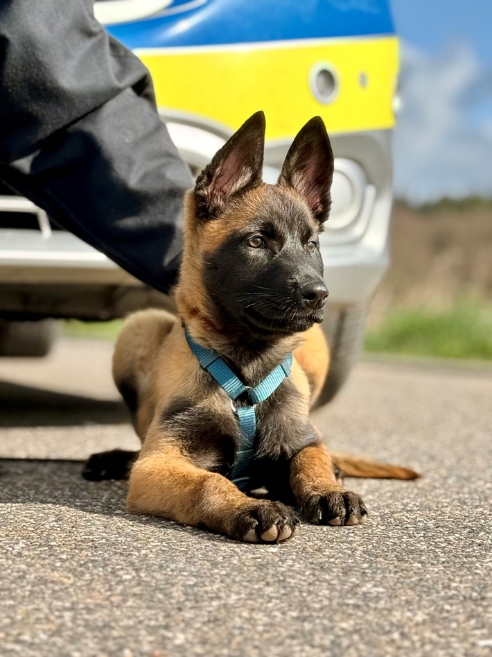 POL-EU: Nachwuchs auf vier Pfoten: "Mellon" hat ihren Dienst begonnen