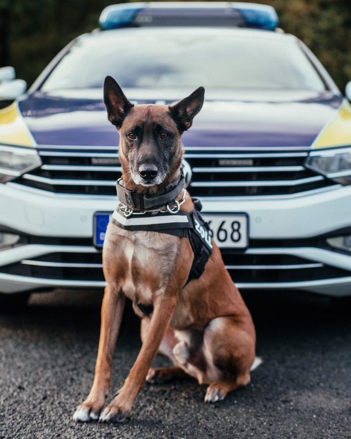 HZA-BI: Zollhund &quot;Basko&quot; mit richtigem Riecher Bielefelder Zöllner finden Drogen im Wert von rund 87.000 EUR