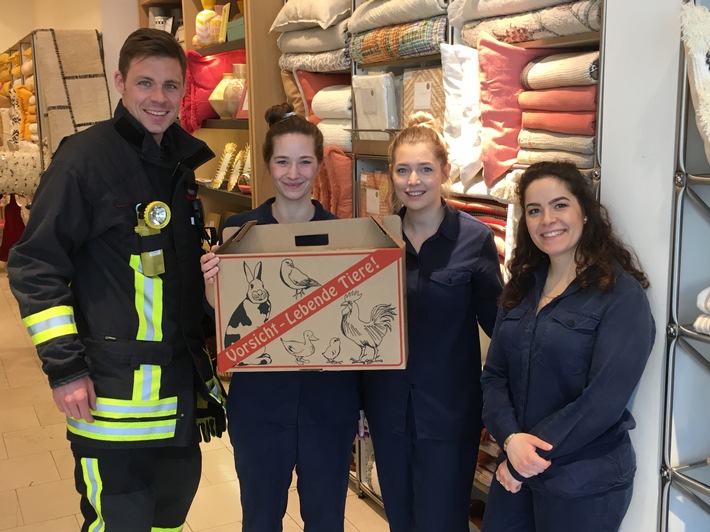 FW-D: Elf Entenküken auf Flachdach gefangen- Feuerwehr Düsseldorf rettet Entenfamilie aus misslicher Lage