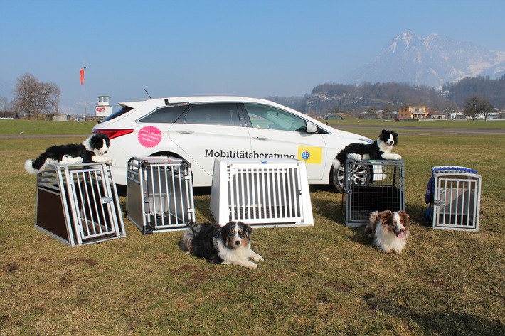 Viaggiare con cani a bordo : in gabbia con sicurezza