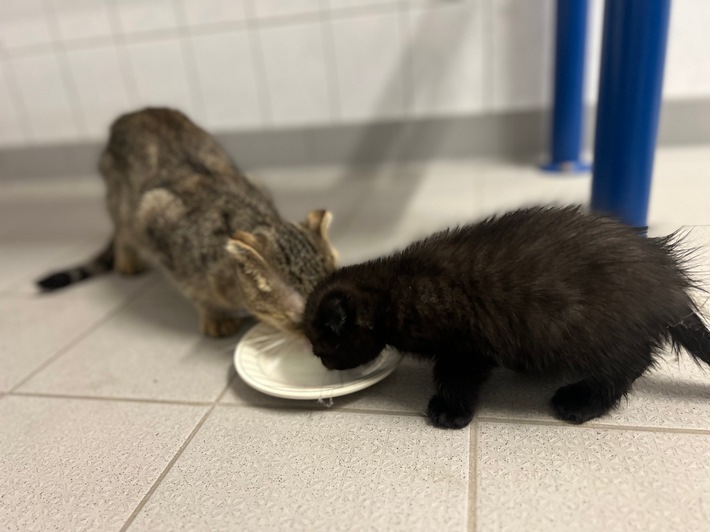 BPOL-KL: Ausgesetzte Katzenbabys gerettet
