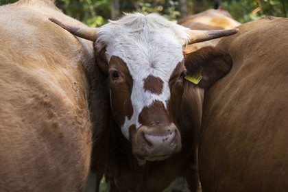 PM Neues Beweidungsprojekt in den Isarauen nördlich von Bad Tölz