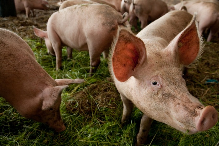 Biohof Medewege - die Erfolgsgeschichte eines Gemeinschaftsprojektes