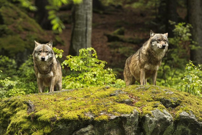 Auch UREK-N anerkennt dringenden Handlungsbedarf beim Wolf