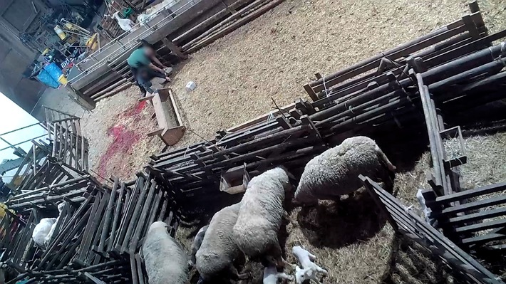 Versteckte Kameras filmen illegales Schlachten im Landkreis Neuwied - ANINOVA deckt Tierquälerei auf und erstattet Anzeige