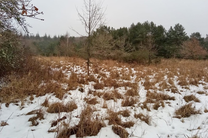 DBU Naturerbe: Ungewohntes Bild entlang der Landstraße in Prora