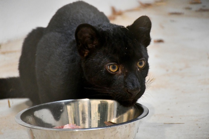 Aus dem Ukraine-Krieg gerettetes Leopardenjunges wohlauf