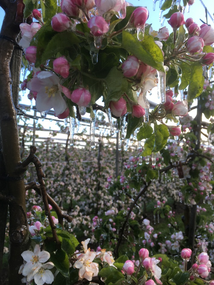 Blütenfrost: REWE Group unterstützt Obstbauern vom Bodensee / 
Vermarktungsaktion in REWE- und PENNY-Filialen von Äpfeln mit Frostringen