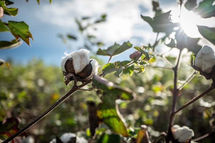 Presseinformaton | Hugo Boss schließt Kooperation mit Cotton made in Africa